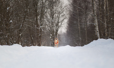 Cute mixed breed dog walking in a park. Mongrel in the snow