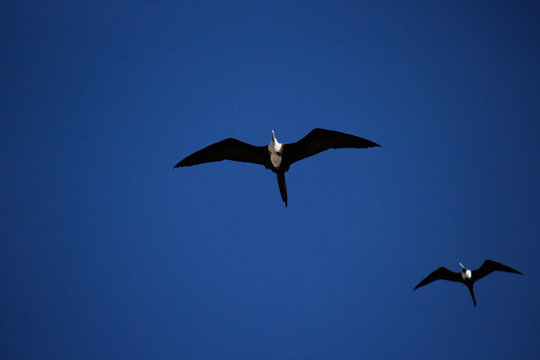 Seagull's 