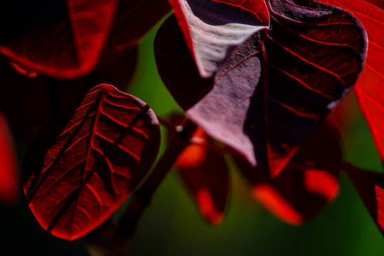 Red leafs