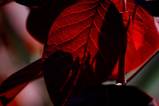 Red and the Shadows 