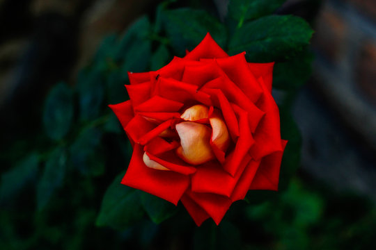 Red Flower