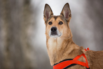 Cute mixed breed dog walking in a park. Mongrel in the snow