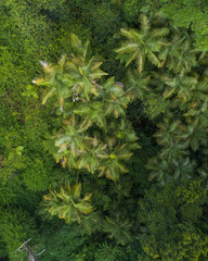 Beautiful aerial scene over a rainforest and small creek.