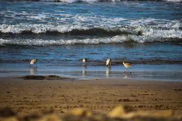 seagulls on the beach