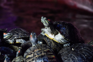 colony of turtles on stone, reptile turtles