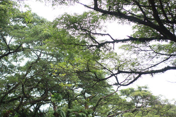 large tree with shady leaves in the forest
