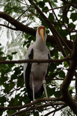 white bird on the tree
