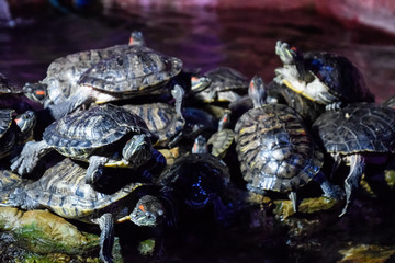 colony of turtles on stone, reptile turtles