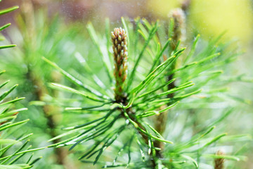 Closeup photo of green pine needle on right side image. Young shoots at end of branches. Blurred pine needles.