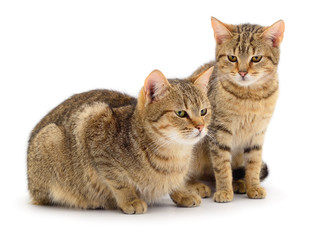 Obraz premium Brown house cat.