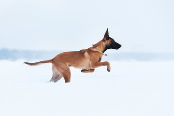 Belgian Shepherd Dog in winter. Snowing background. Winter forest
