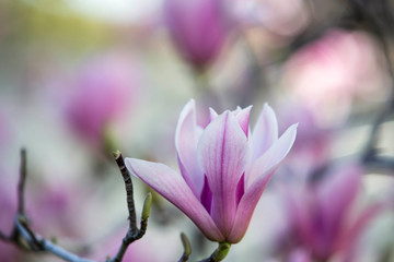 magnolia in piena fioritura 