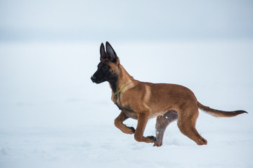 Belgian Shepherd Dog in winter. Snowing background. Winter forest