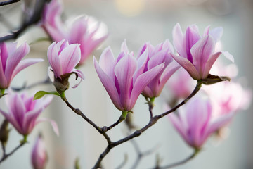 magnolia in piena fioritura 