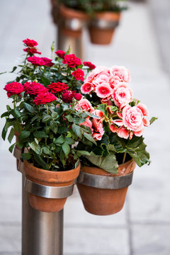 porta vasi in acciaio contenente una rosae una begonia in fiore