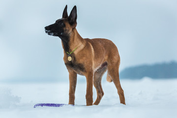 Belgian Shepherd Dog in winter. Snowing background. Winter forest