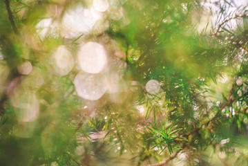 Nature blurred bokeh background. Defocus summer day