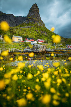 Mountain peak and village framed by yellow flowers, Lofoten, Norway