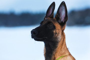 Belgian Shepherd Dog in winter. Snowing background. Winter forest