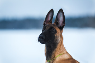 Belgian Shepherd Dog in winter. Snowing background. Winter forest