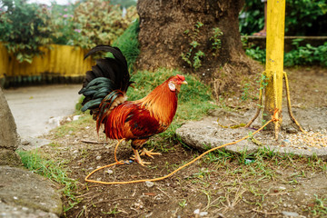 Beautiful cocks sitting under the wall on the street tied to a rope.