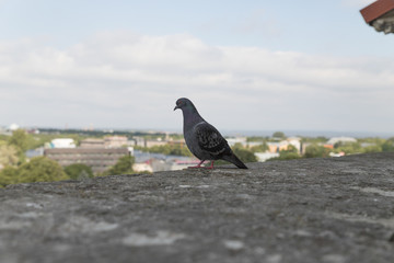 Taube auf der Mauer