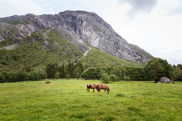 Fototapeta na wymiar Grazing horses by the mountains