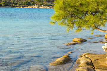 tropic edge of forest in Aegean sea lagoon rocky waterfront beach shoreline with vivid green cedar branches above the water scenery landscape wallpaper pattern with empty copy space for text