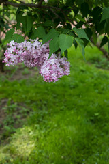 Spring branch of blossoming lilac, postcard concept