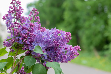 Spring branch of blossoming lilac, postcard concept