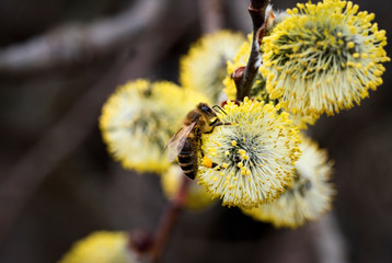 Bee on Yellow blooming Peachleaf Willow