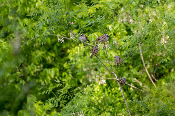 birds on branch