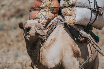 Portrait camel in Ethiopian