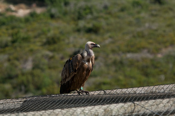 Amazing Eagles of Israel, Eagles of the Holy Land