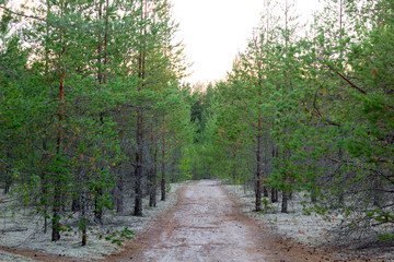 A path in the forest with white moss