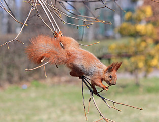 squirrel