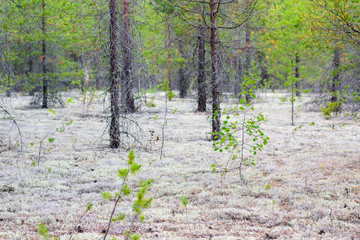 A young birch in a forest with white moss