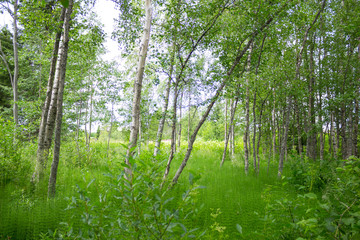 forest in sweden