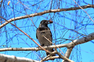 crow found a delicious nut