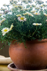 old flower pot with daisies