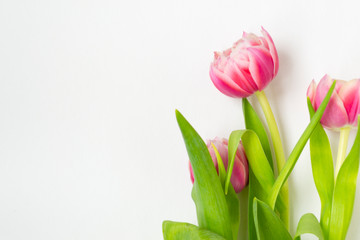 Three pink flower tulips on a white background.