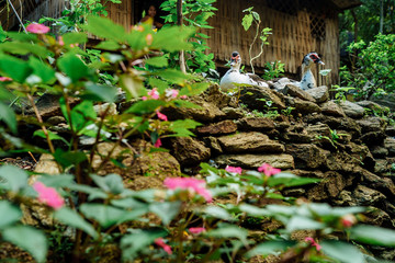 Obraz premium Traditional Philippine village at Talipanan Falls, Puerto Galera, Mindoro, Philippines