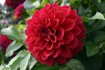 red nice flower dahlia garden in summer