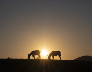 Fototapeta na wymiar Donkeys grazing at sunset with the sun in the background. Euskadi, Spain