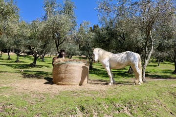 Tuscany moments 