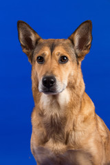 Charismatic red hair dog sitting and looking aside.