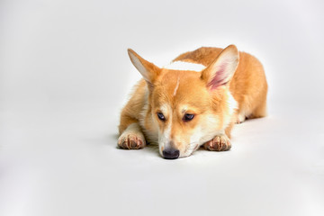 Funny corgi pembroke in studio in front of a white background