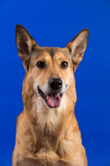 Charismatic red hair dog sitting and looking at camera.
