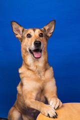 Charismatic red hair dog sitting and looking at camera.