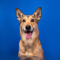 Charismatic red hair dog sitting and looking at camera.